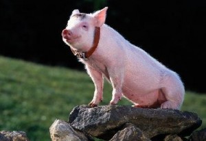 La febbre suina e il mercato hollywoodiano