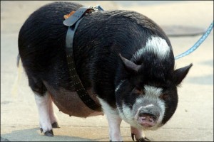 Clooney contatta una medium