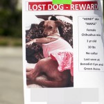 suri-cruise-missing-dog