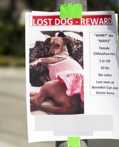 Giallo a Hollywood: scomparso il chihuahua di Suri Cruise