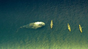 Lo spettacolare trailer finale di Heart Of The Sea – Le Origini di Moby Dick