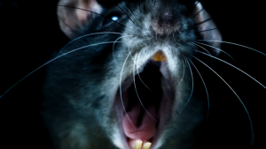 L’impressionante trailer di Rats, il doc di Morgan Spurlock